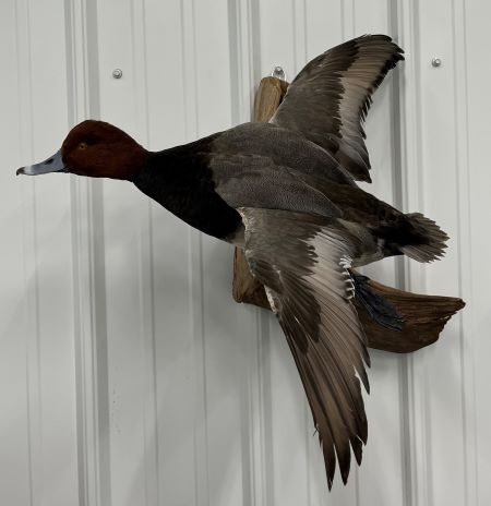 One of Riley’s mallard mounts.