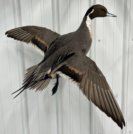 A pintail duck mount completed by Riley.